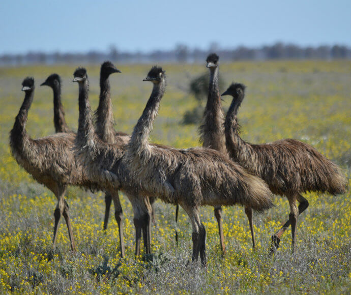 A group of seven emus are gathered in a bright sunny field