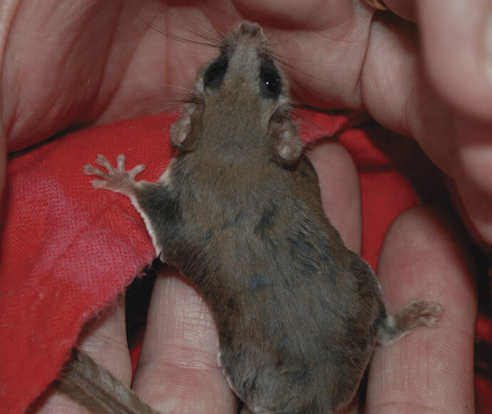 A feathertail glider (Acrobates pygmaeus) held in a person's hand