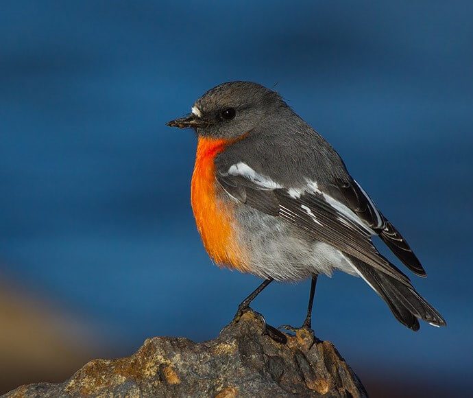 A flame robin (Petroica phoenicea) perched on a rock