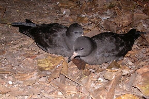 A pair flesh footed shearwater (Ardenna carneipes) in courtship