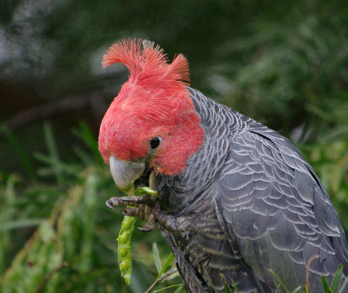 A male gang-gang cockatoo having a snack in the Kangaroo Valley