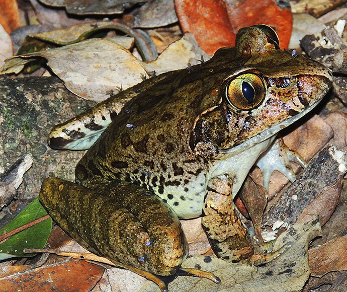 Giant barred frog