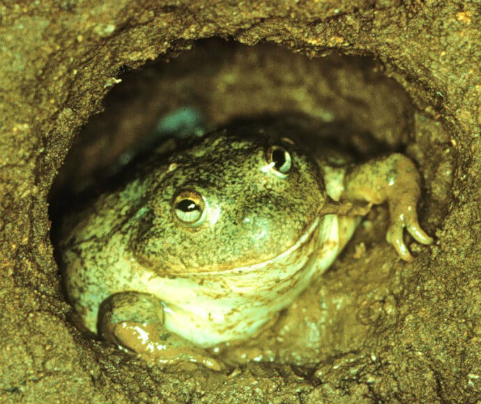 A giant burrowing frog (Heleioporus australiacus) emerging from the soil