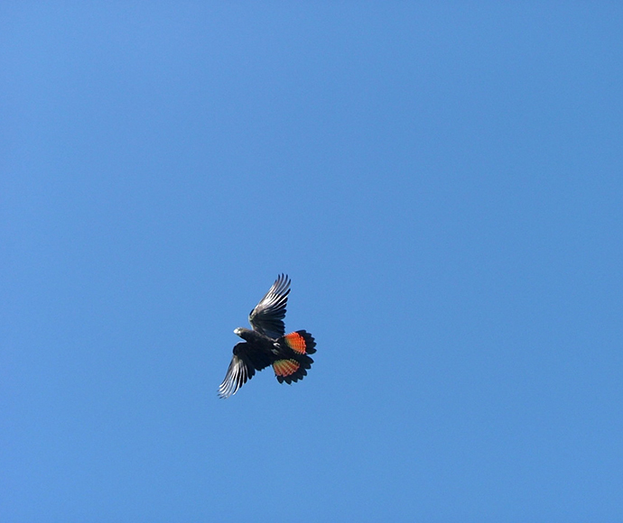 A glossy black cockatoo flying high in the bright blue sky, with its wings and tail spread out widely