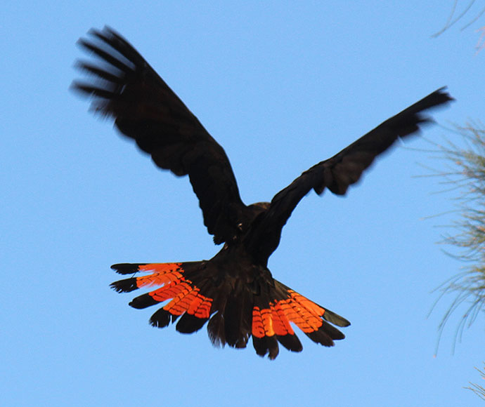 A glossy black cockatoo in flight, spreading its wings and showing its vibrant orange and black tail