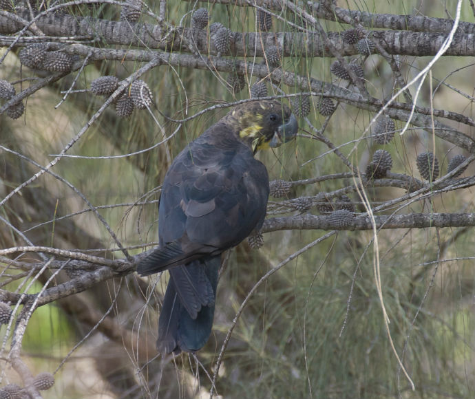 A glossy black cockatoo foraging high on a she-oak tree