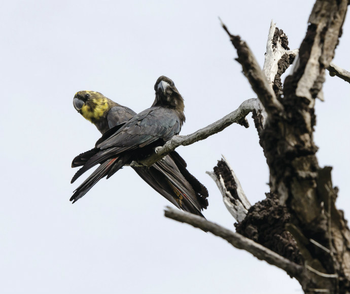 A pair of glossy black cockatoos perched high on a tree