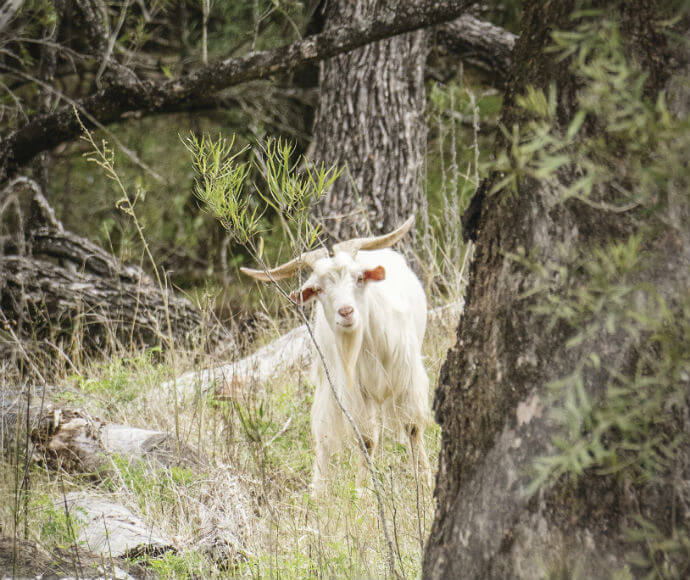 A white feral goat with long, curved horns and a prominent beard standing in a wooded area with trees and shrubs, looking directly at the camera