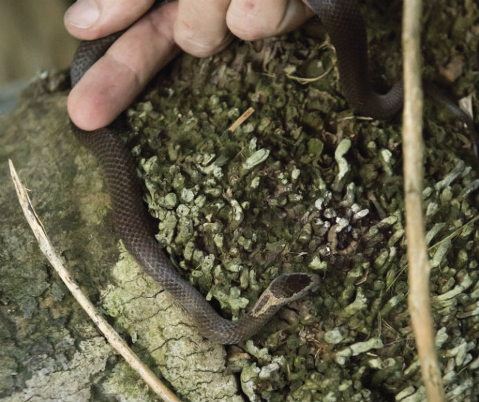 Close-up of a hand holding a Golden-crowned snake (Cacophis squamulosus) with dark brown scales and a distinctive golden-yellow marking on its head, resting on a moss-covered rock or log, partially obscured by foliage.