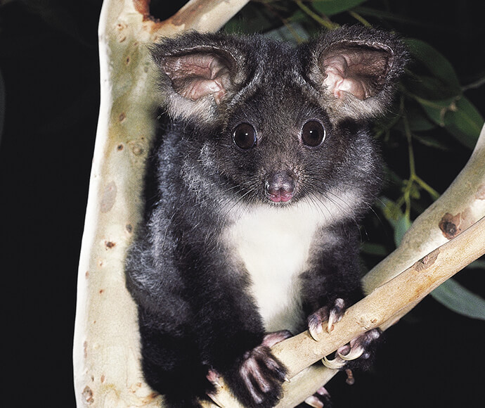 A greater glider sitting on a branch