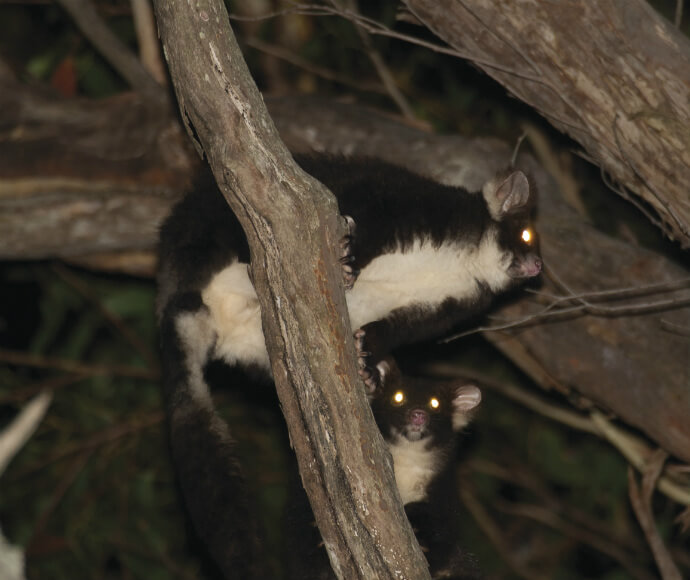 Two greater gliders (Petauroides volans) perched in a tree