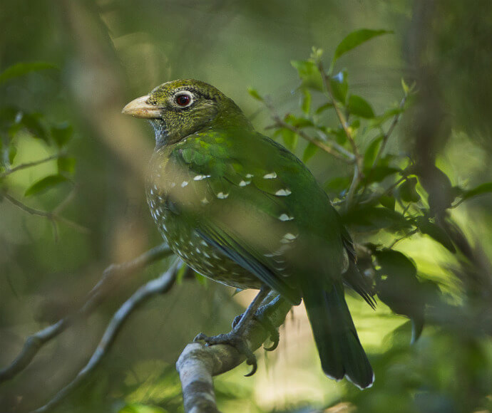 A green catbird (Ailuroedus crassirostris) perched in a tree