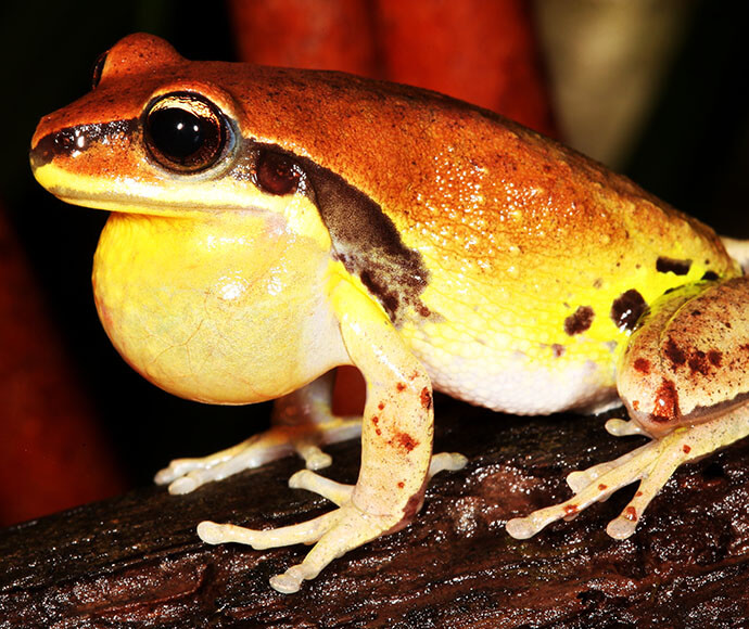 Green-thighed-frog-litoria-brevipalmata