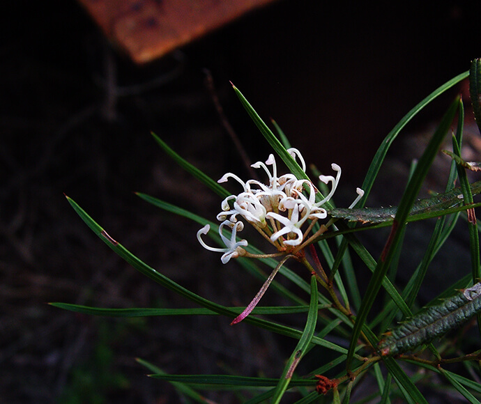 A small grevillea flower with delicate white petals.