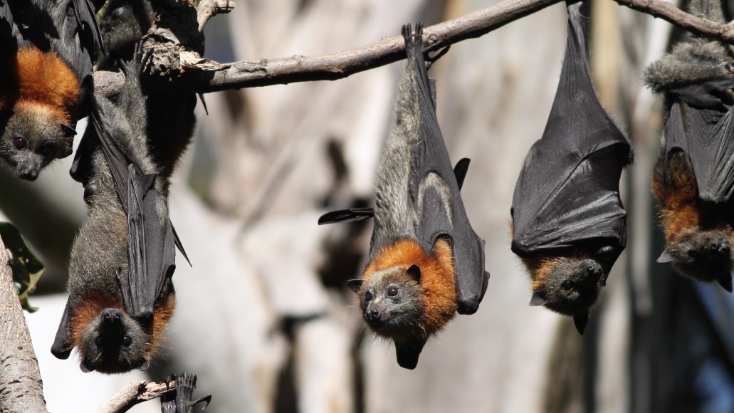 Grey-headed flying-foxes (Pteropus poliocephalus) roosting in a tree