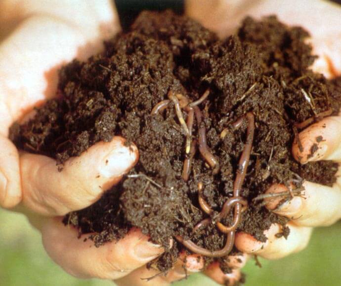 Two hands holding healthy soil filled with earthworms.