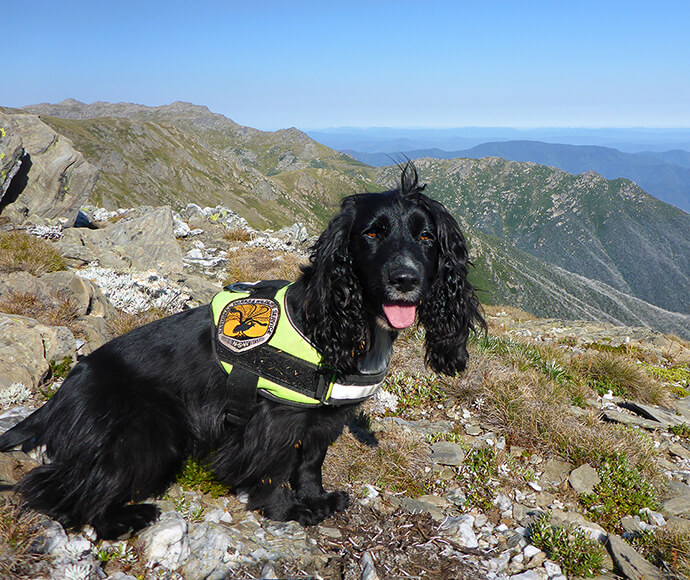 A black Cocker Spaniel wearing a yellow and black service dog vest, sitting on a rocky mountain terrain with a clear blue sky and distant mountain ridges in the background.