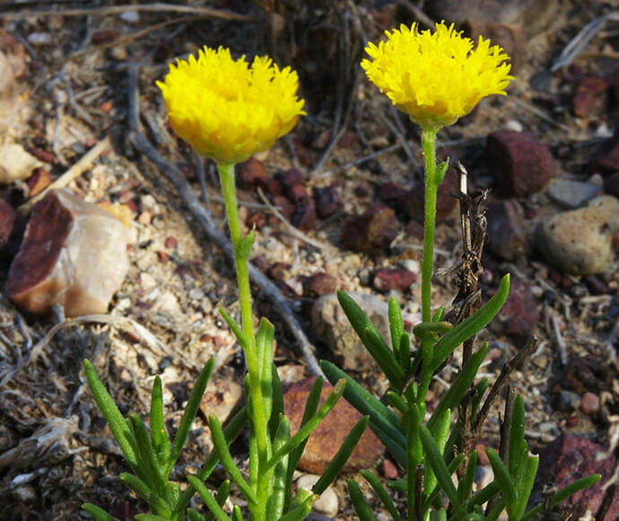 Two yellow Heath wrinklewort flowers thriving amidst a rocky landscape