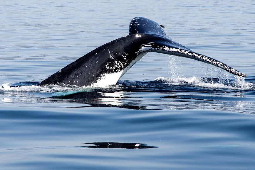 The tail of a humpback whale (Megaptera novaeangliae) appears above the water