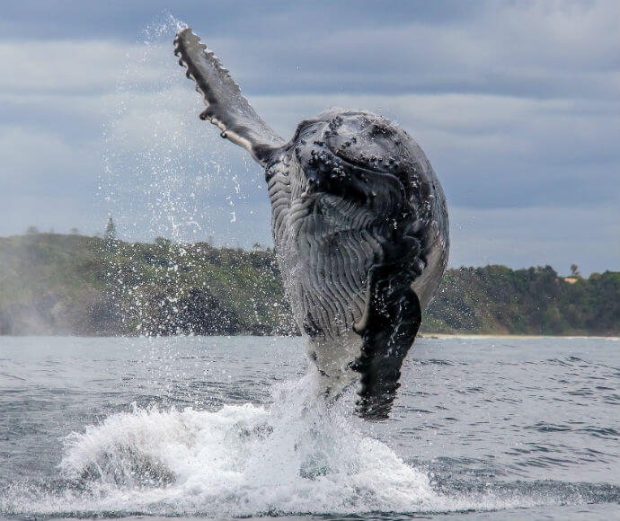 A breaching humpback whale (Megaptera novaeangliae)