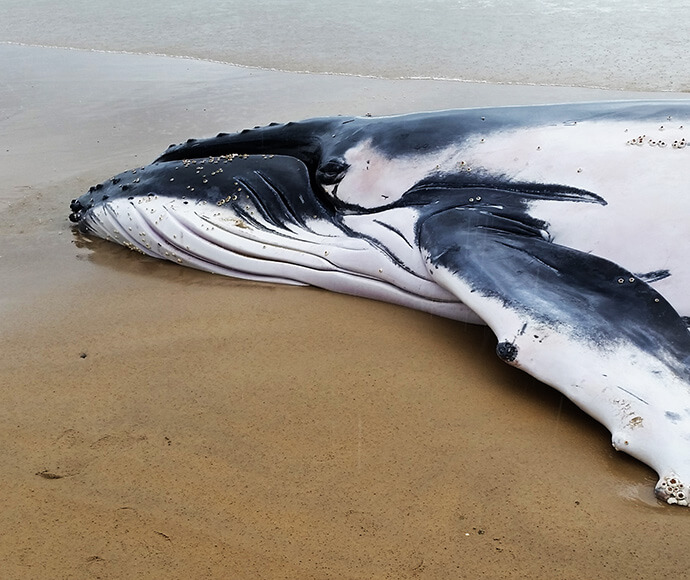 Stranded young adult humpback whale (Megaptera novaeangliae) Sawtell Beach