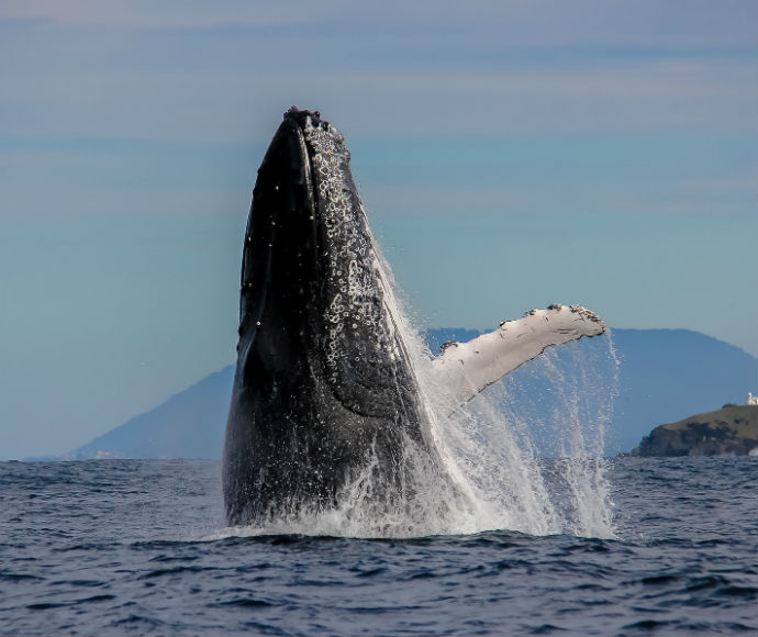 A Humpback whale (Megaptera novaeangliae) breaches the water, with its head and pectoral fin emerging, creating a splash against the backdrop of a clear blue sky and distant horizon off Sea Acres National Park.