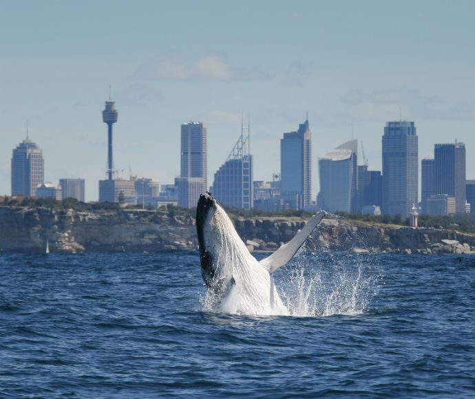 Breaching humpback whale (Megaptera novaeangliae), South Head, Sydney Harbour National Park