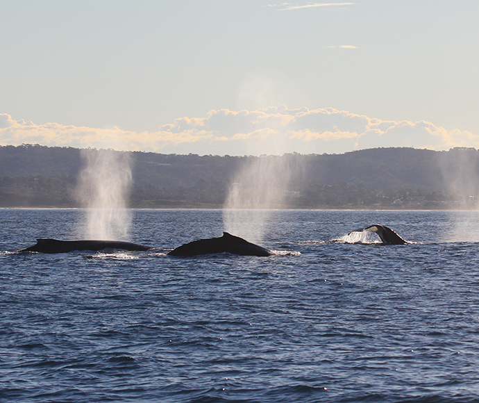 Three Humpback whales (Megaptera novaeangliae) near the coast, with two visible spouts of water vapor rising from their blowholes against a backdrop of distant land and clear sky.