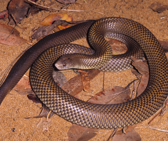 A Mulga snake (Pseudechis australis), also known as the king brown snake, coiled on sandy soil amidst dry leaves. The venomous snake displays a pattern of dark brown and lighter tan scales.