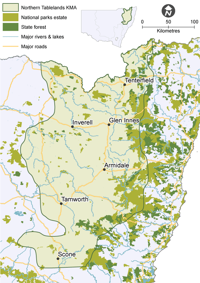 Map showing the Northern Tablelands Koala Management Area (KMA), with national parks, state forests, major waterways and roads in various shades of green.