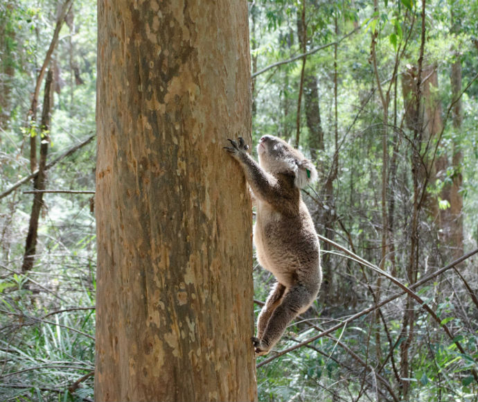 A koala climbing up a long tree in the Blue Mountains