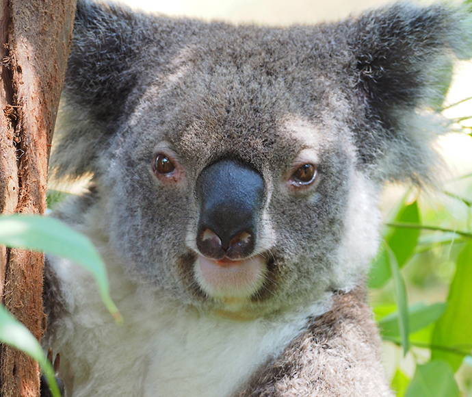 Closeup of a Koala (Phascolarctos cinereus) on a tree