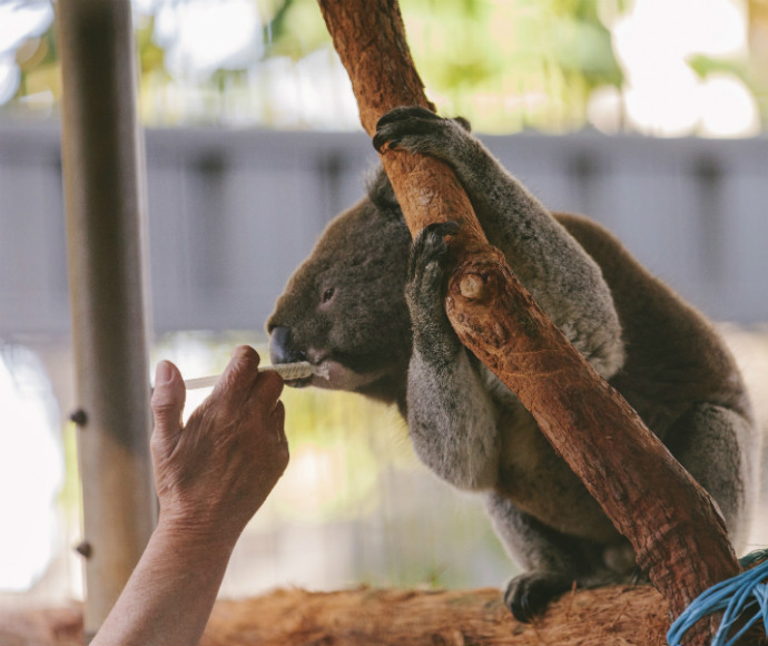 A Koala (Phascolarctos cinereus) clings to a tree branch at the Koala Hospital in Port Macquarie, receiving care from a human hand offering food.