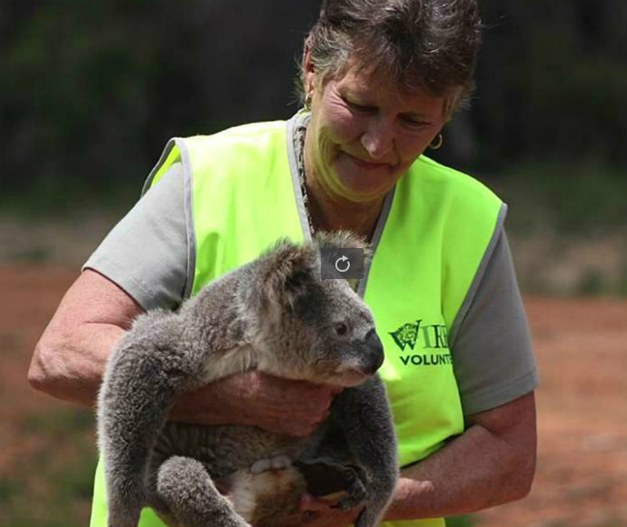  A female volunteer, wearing a high-visibility vest, nurses a koala (Phascolarctos cinereus) in her arms at Cudgen Nature Reserve. The natural, earthy background highlights the outdoor setting.