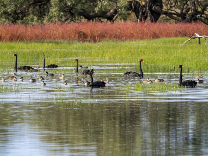 Black swans and their cygnets on a waterway in the Lachlan catchment. Bright green reeds penetrate the surface of the calm blue water around and behind the birds. A bright orange-red band of vegetation grows behind the green reeds and behind that the dark-brown trunks and branches of large trees.