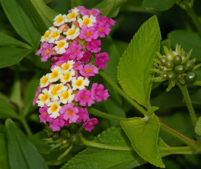 A close-up image of Lantana flowers showcasing a cluster of small blooms with a gradient of colors ranging from pink to yellow, surrounded by green leaves and unopened flower buds