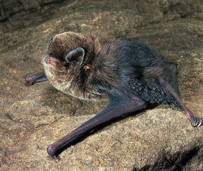 A little bent-winged bat sits in front of a rocky landscape