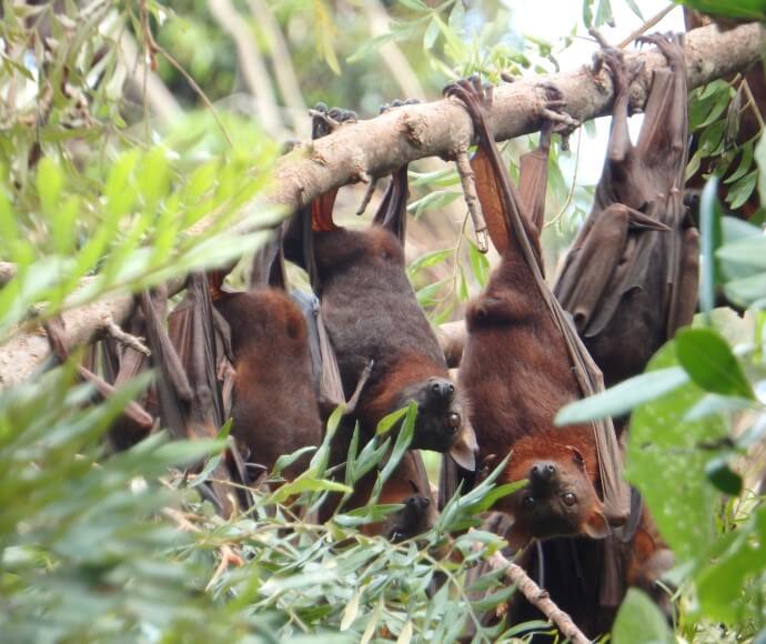 Little Red Flying-foxes (Pteropus scapulatus) roosting in a tree