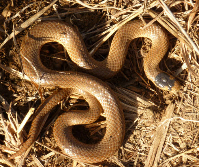 A Little whip snake (Suta flagellum), a threatened species, coiled on dry grass and twigs. The snake has a slender body with brown scales and an elongated, whip-like tail.