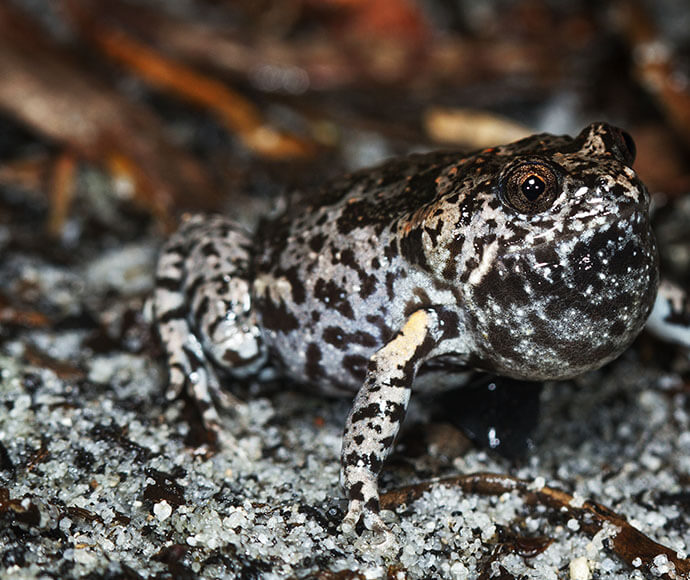 A threatened species of frog named mahonys toadlet uperoleia mahonyi