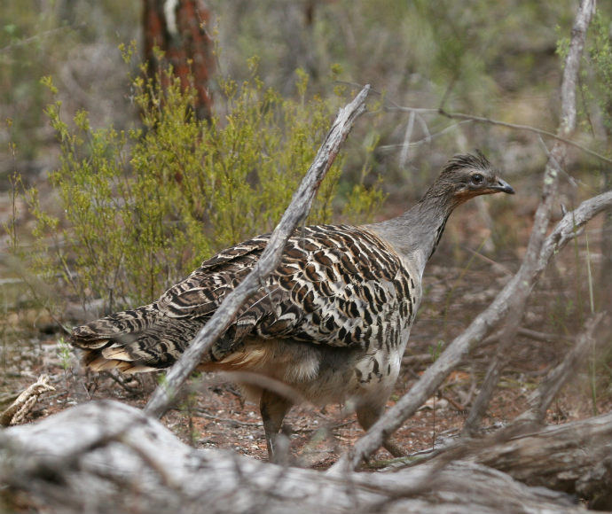 A Malleefowl crouched behind branches and twigs in a dry bushland environment