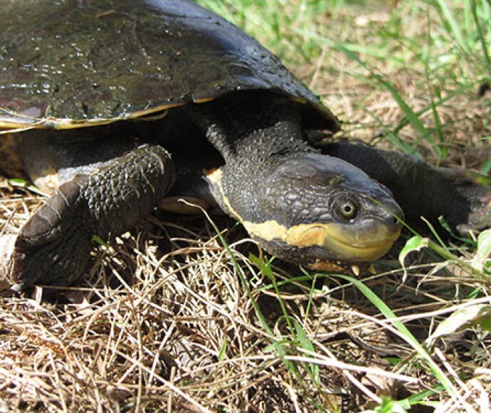 A manning River snapping turtle (Flaviemys purvisi)