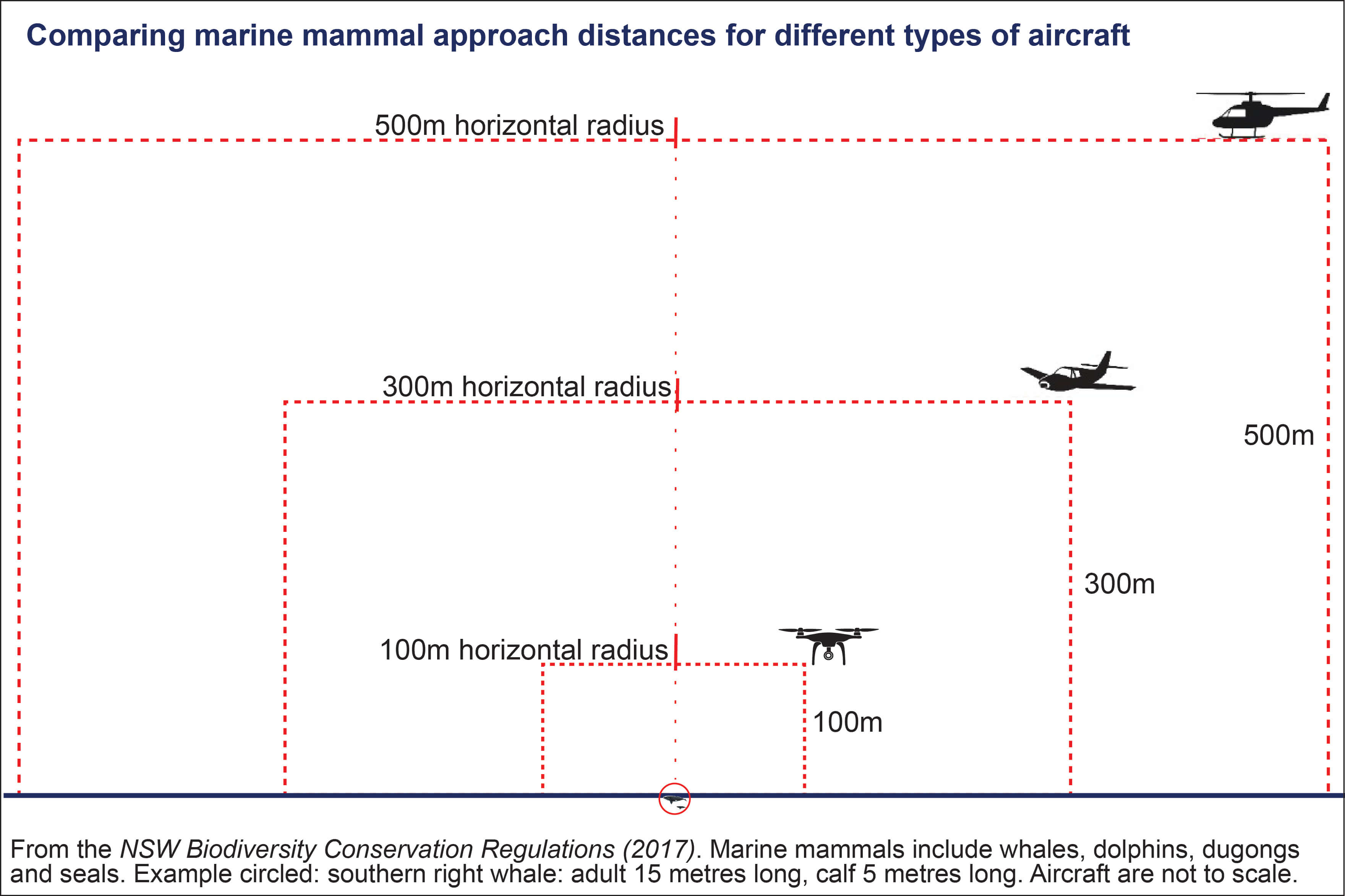 Drone approach and departure around a whale, dolphin, dugong or seal