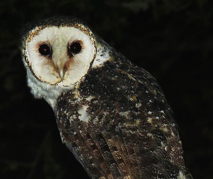 A masked owl staring into the night