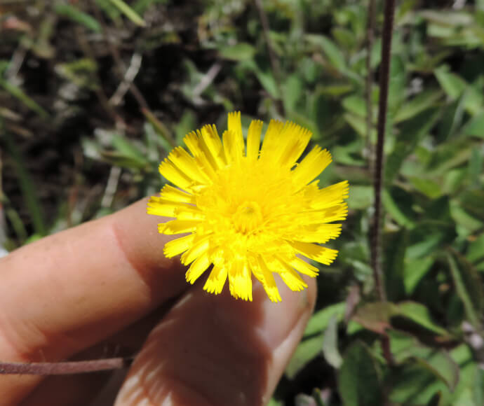 Bright yellow mouse-ear hawkweed flower held between two fingers.