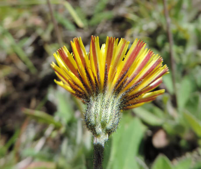 Close up of the underside of a bright yellow flower showing the visible purple stipes.