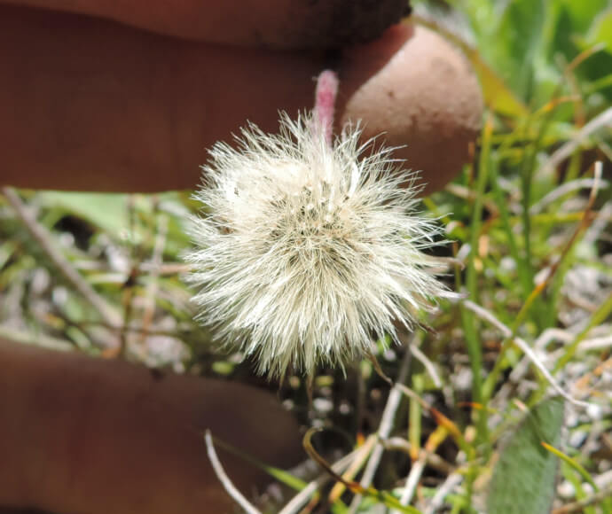 Close-up of a mouse-ear hawkweed seed head held between fingers, showcasing its delicate white tufted seeds ready for dispersal, with a blurred green background indicating an outdoor setting.