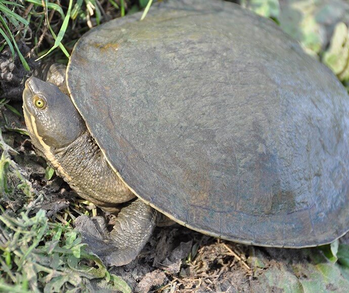 Murray River Short Neck Turtle (Emydura macquarii)