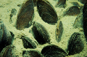 A bed of mussels bed underwater in Lake Burragorang