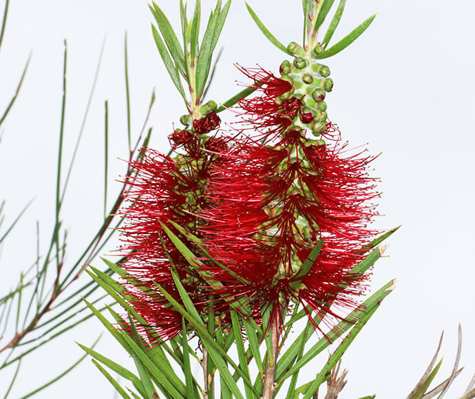 A netted bottlebrush flower, featuring striking red petals